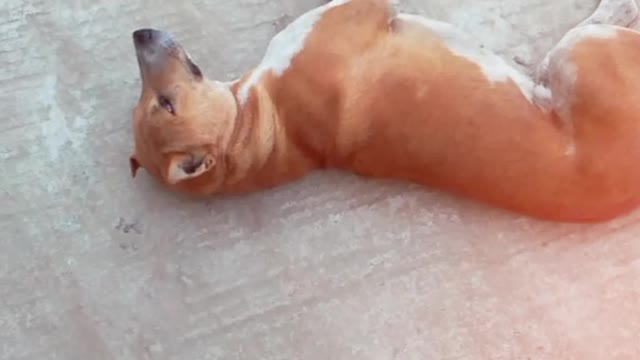 world famous boxer dog in road side