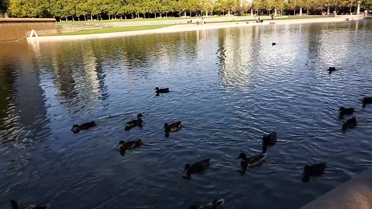 Duck Parade