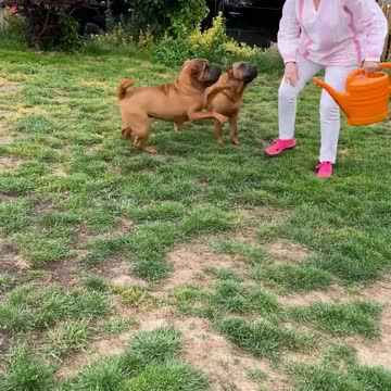 Bulldog Playing Very Fun with Old Woman