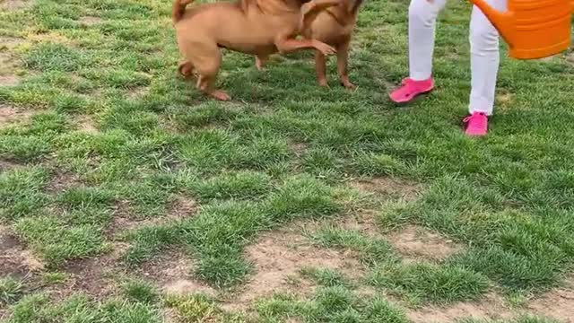 Bulldog Playing Very Fun with Old Woman