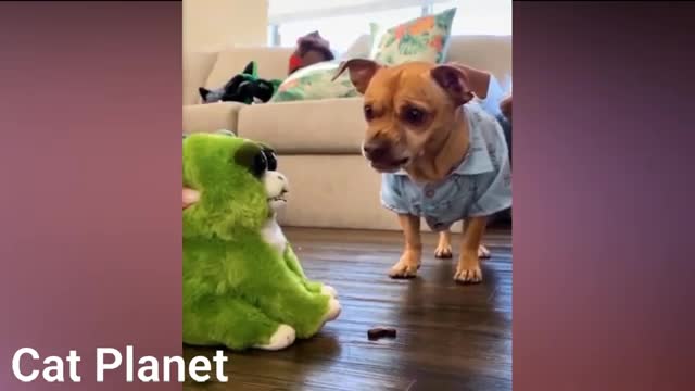 Adorable Cats Playing with Toys