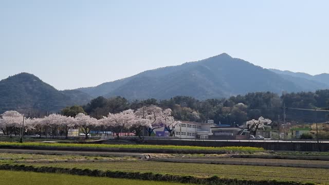 cherry blossoms in full bloom