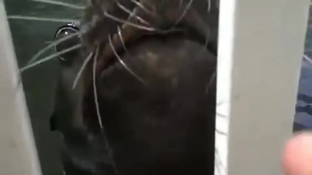 Screaming seal vine