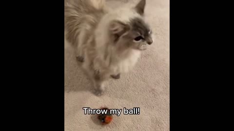 It's TIME for SUPER LAUGH!😹 - Funny and Cute Cat Videos 😸 2021