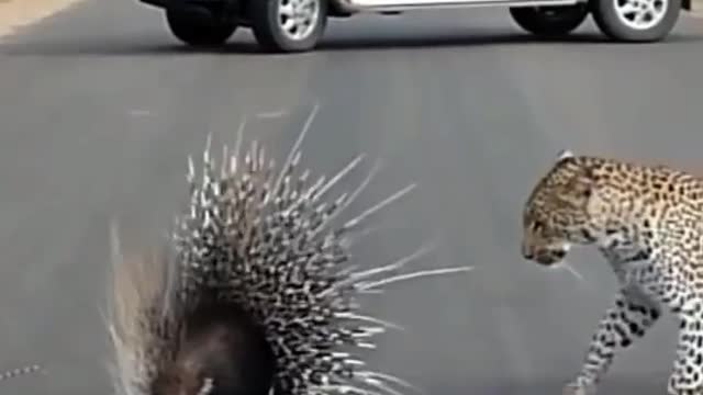 Leopard vs porcupine