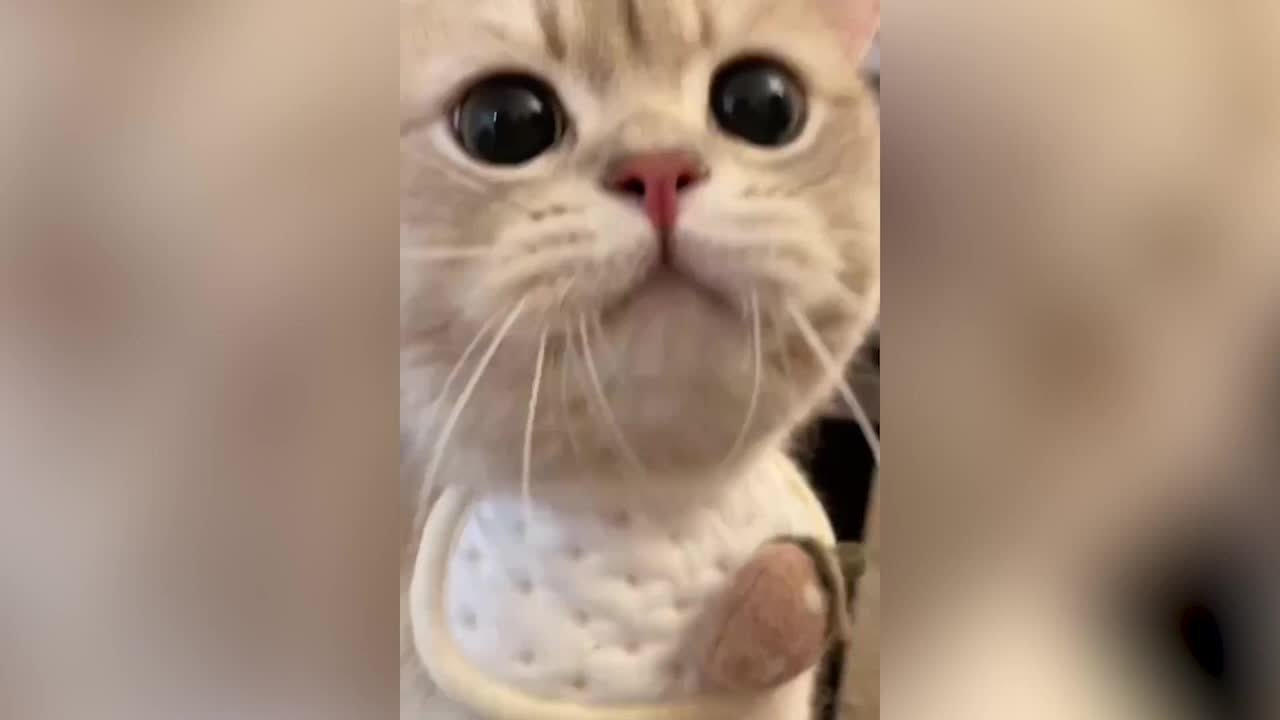 What a cute cat