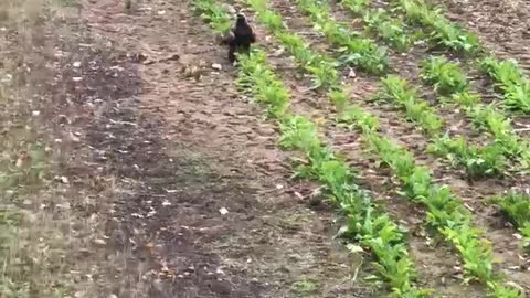 Golden Eagle Dives at Deer