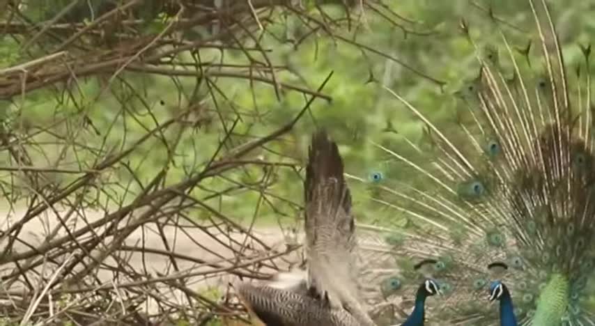 Watch these lovely Indian birds