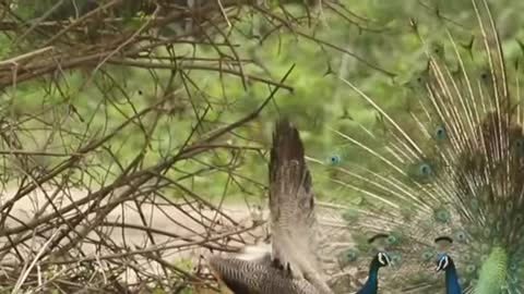 Watch these lovely Indian birds