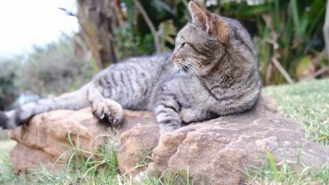 Cute grey kitty with soothing music