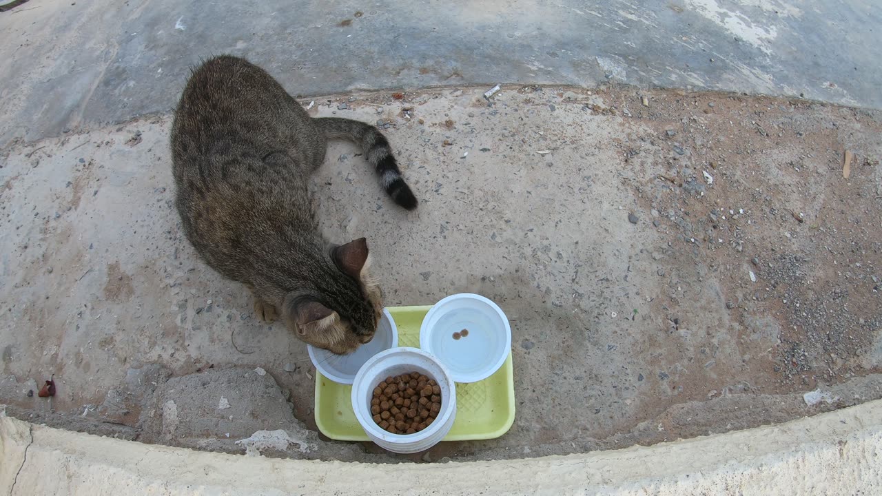 MICHAEL JACKSON - Homeless cat in Ras Al Khaimah, UAE #cat #cats #MichaelJackson #emirates #ae #UAE