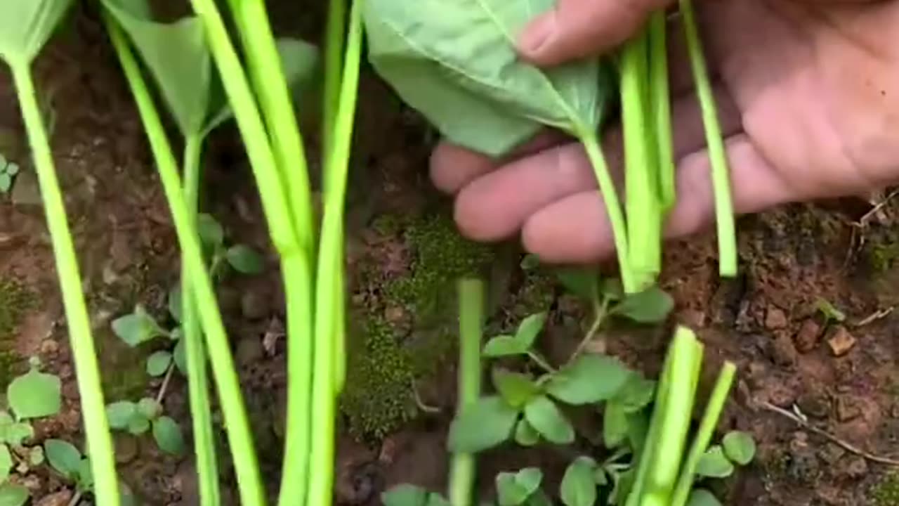 RT 1 mini rotary tillage and ridging all-in one tree 🌲 short view