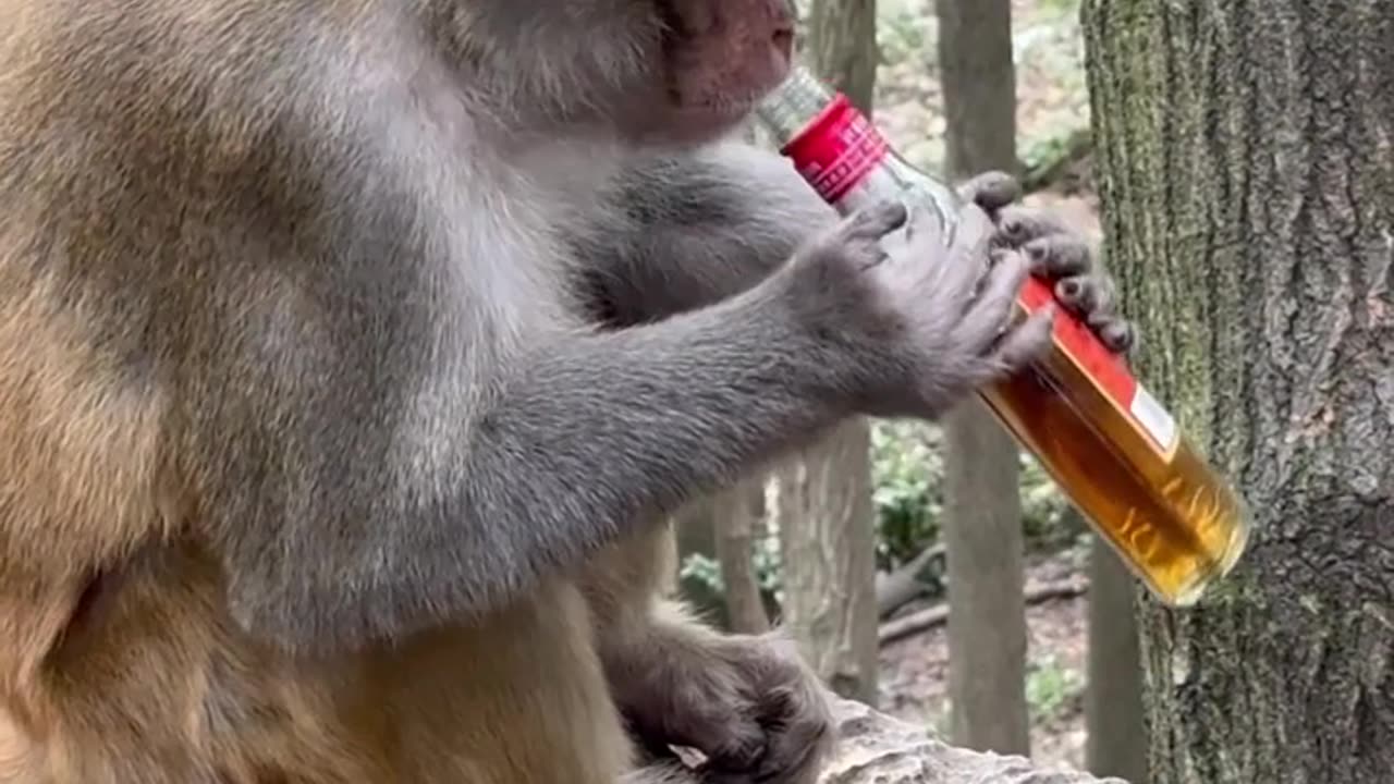 The monkey opened the bottle and started drinking - a unique sight!🦧🙈