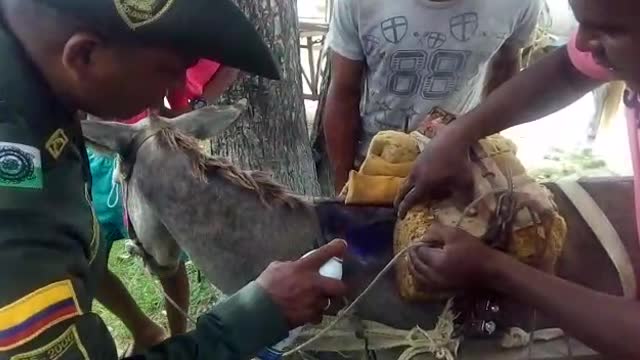 Nuevo censo de vehículos de tracción animal, un paso para la sustitución