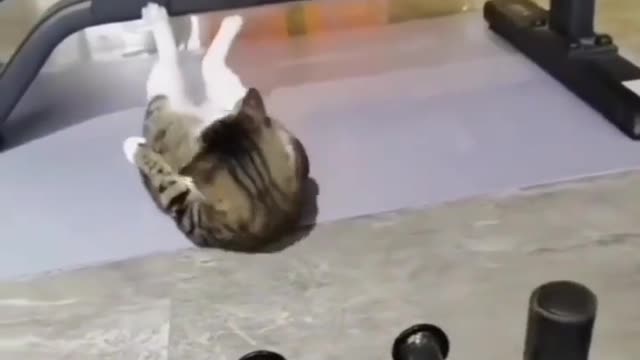 Funny cat videos. Workout like this cat.