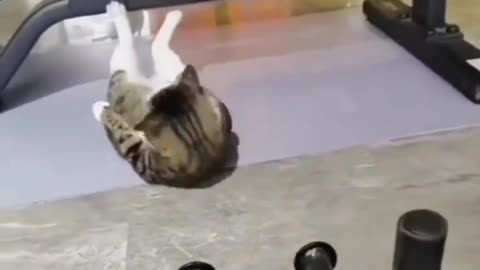 Funny cat videos. Workout like this cat.