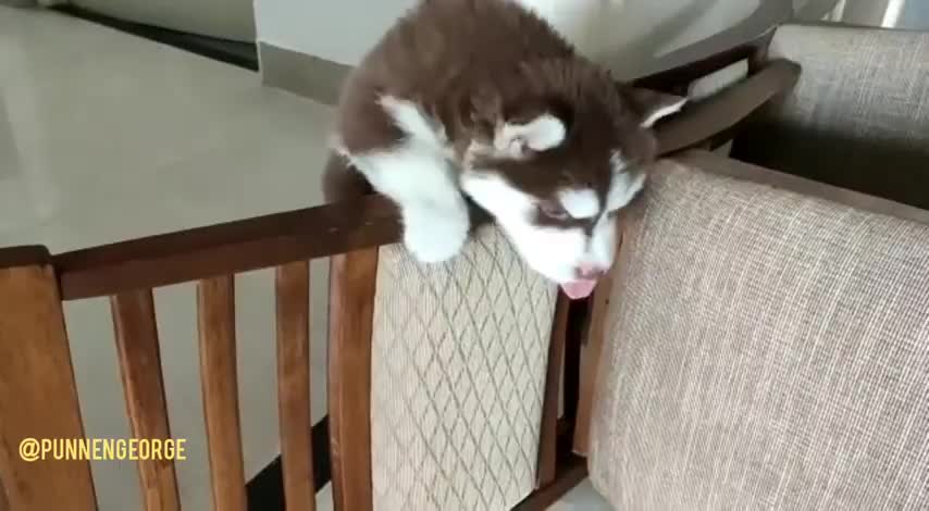 I can climb! Siberian Husky puppy tries to cross a barricade