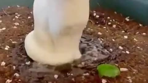 Cute cat videos funny Vol. 21
