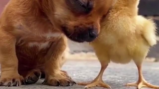 Cute puppy and kitten as best friends 🥰