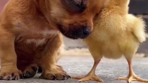 Cute puppy and kitten as best friends 🥰