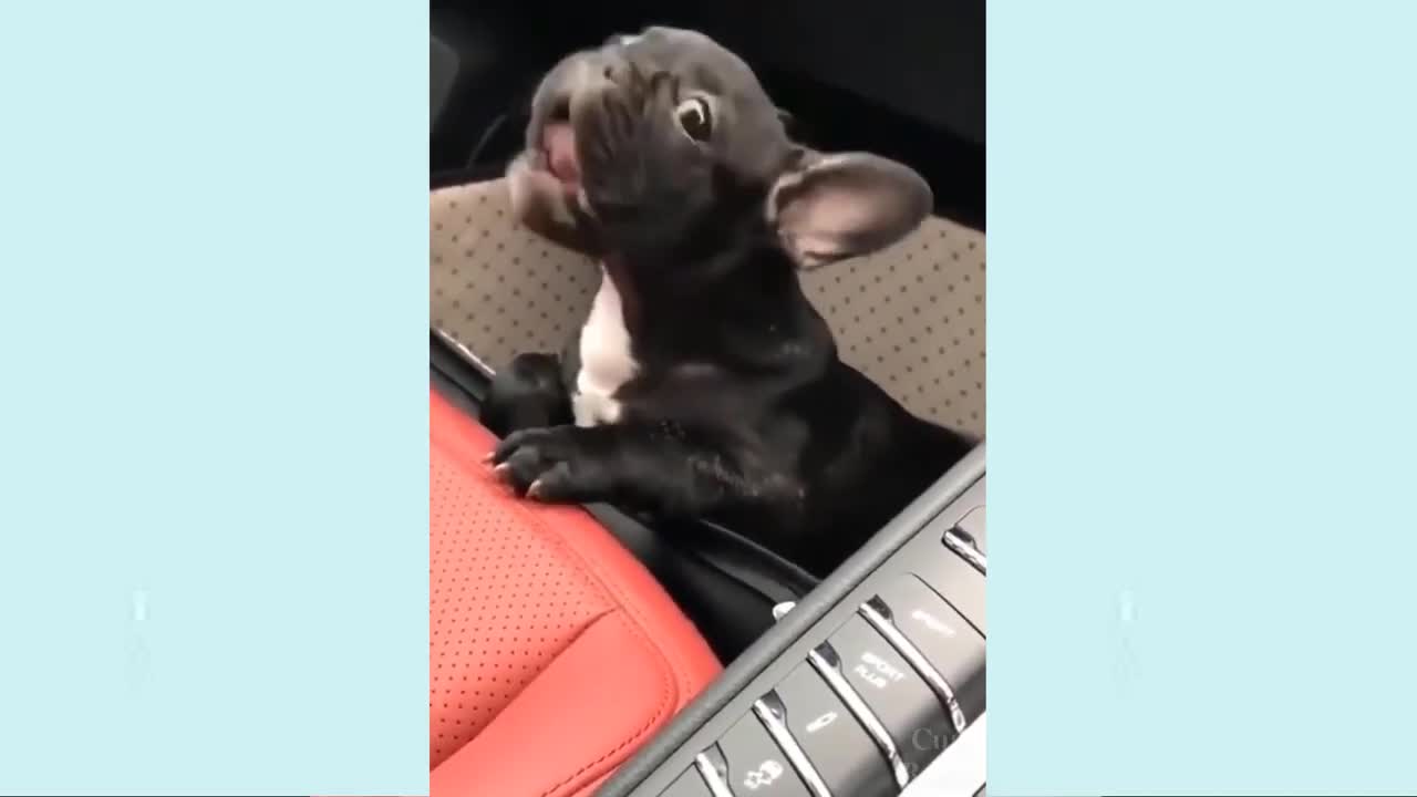 Cute Puppies _ Cute Funny and Smart Dogs Compilation _ P-2 _ Cute Buddy _ 1080p _ All kind of _ #6