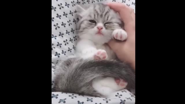 cute seal