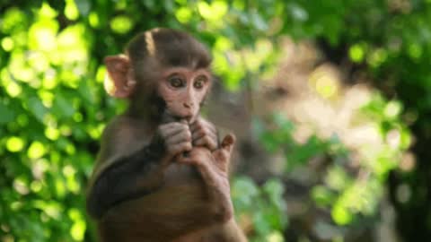Playboy Monkeys | enough fun