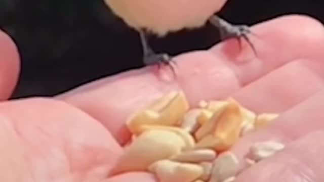 Woman Makes Friends with wild Blue Jays