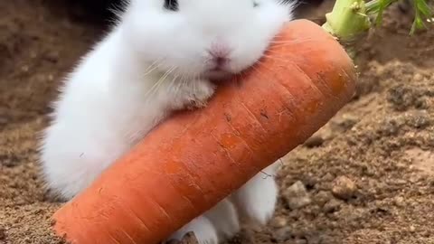 Little Bunny finds a big carrot