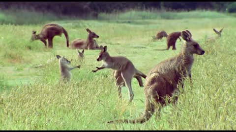 Kangaroos Fight For A Mate | Life Of Mammals | BBC Earth