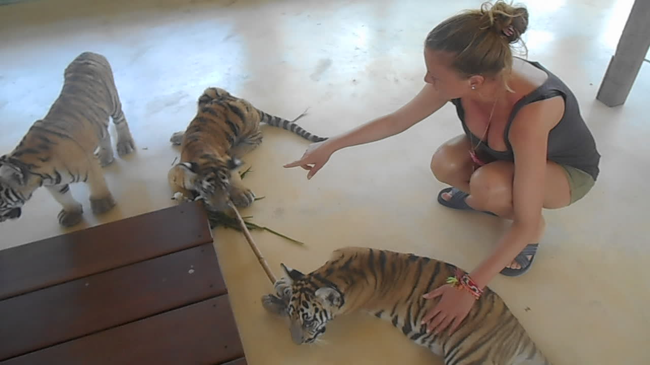 Getting up-close with playful tiger cubs at Thailand zoo