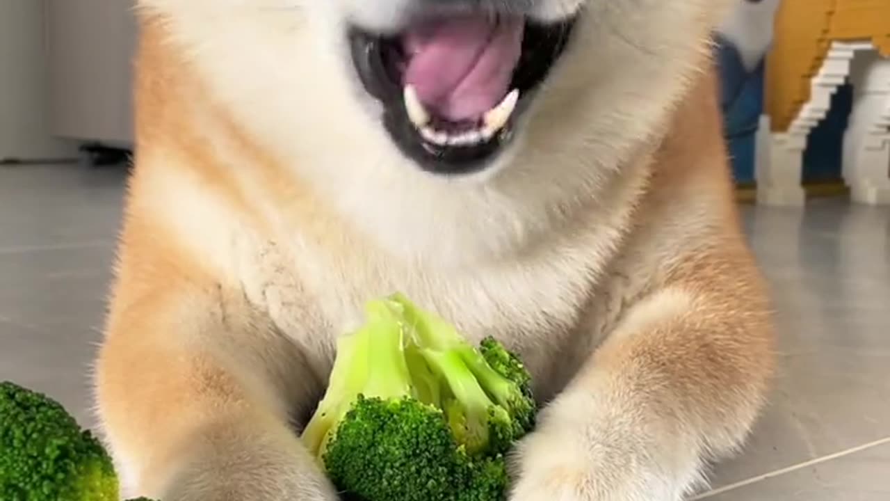 Shiba Inu baby’s lunch