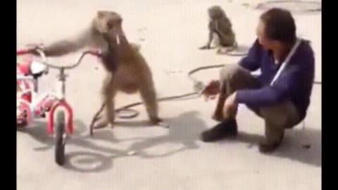 Cute and funny monkey videos Full HD Funniest Monkey