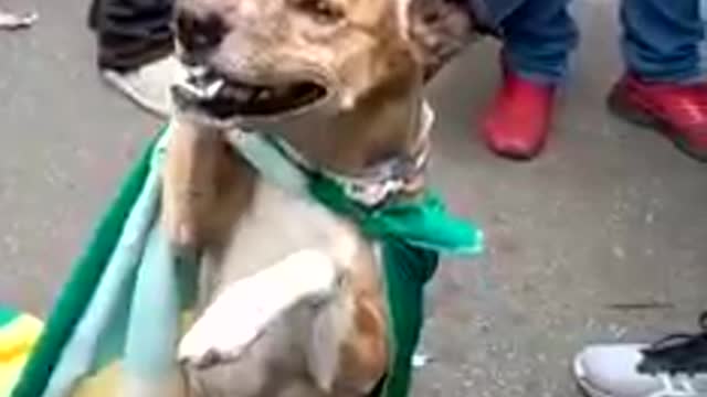 Cachorro do bolsonaro