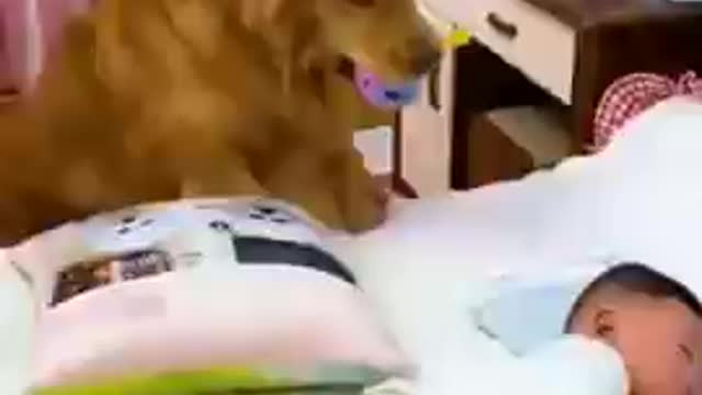 Dog is protecting new born baby Dog take care of baby #shorts