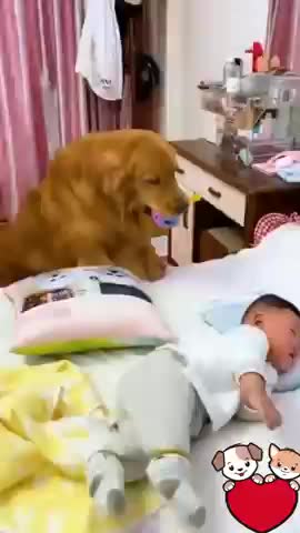 Dog is protecting new born baby Dog take care of baby #shorts