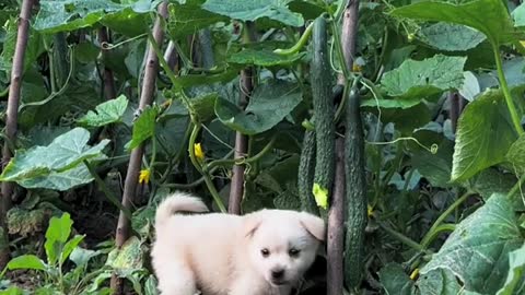 A dog that loves cucumbers