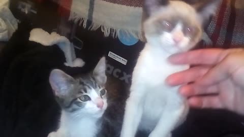 Gatitos tienen regresión. Kittens have regression. In the end they get their prize