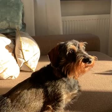 Cute Pup Barking