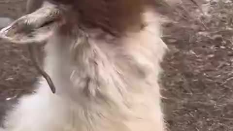 Goats enjoying a tomato lunch 😂