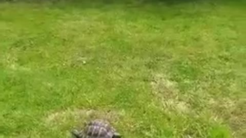 German shepherd v jaws tortoise