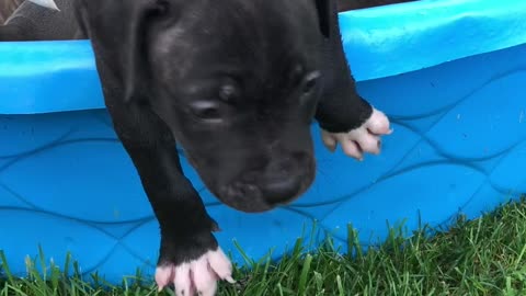 Pitty rescue pups~ Hanging at the pool.