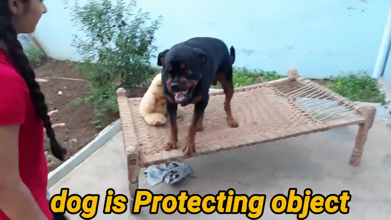 Dog training video|well trained dog|dog protectin skills