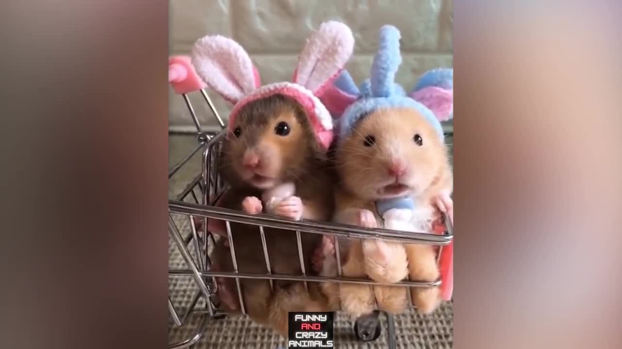 Funny And Cute Pets | TikTok ANIMALS | 😻 Best Of The 2021 Funny Animal Videos 🐶