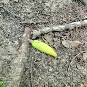 Weird seed pods found during hike