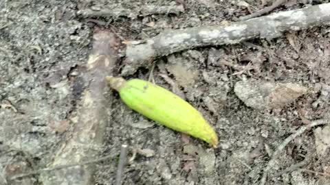 Weird seed pods found during hike