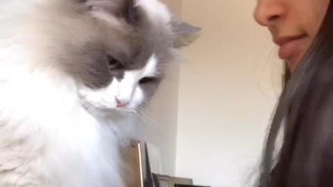 Cat Doesn't Want to Follow TikTok Trend