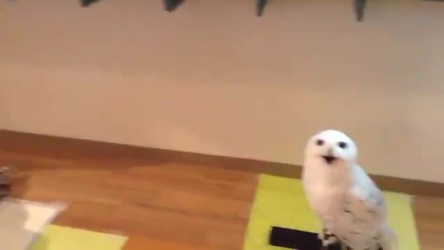 Everytime I visit this owl it gives me this face