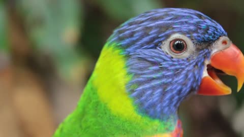 A parrot with beautiful sounds in beautiful and attractive colors