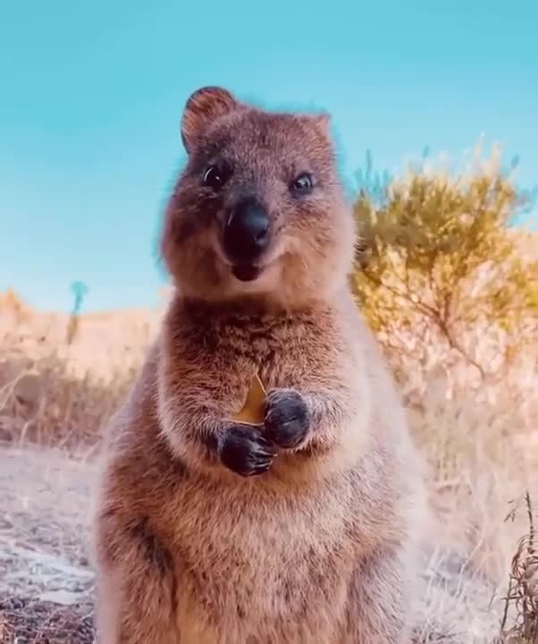 Esta pequena Quokka na Austrália é muito fofa para lidar 😍❤️